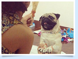 ͧ, عѢ, ѡ, ô,෤Ԥ§, , BRUNO, һ, ˹, öȤ, Bruno Pug, dog of the week 107