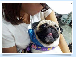 ͧ, عѢ, ѡ, ô,෤Ԥ§, , BRUNO, һ, ˹, öȤ, Bruno Pug, dog of the week 107