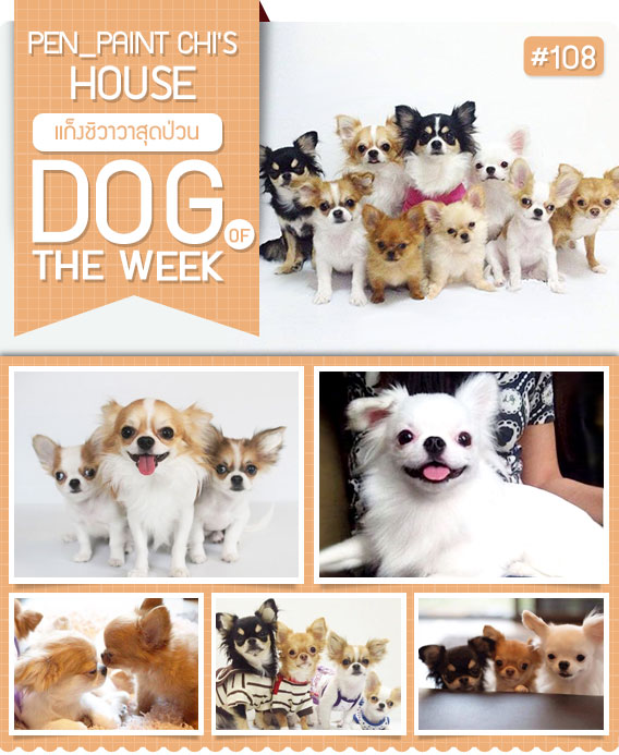 นัองหมา, สุนัข, น่ารัก, การดูแล,เทคนิคการเลี้ยงดู, Pen_paint Chi, Chihuahua, ชิวาวา, ท่ีนอน, dog of the week 108