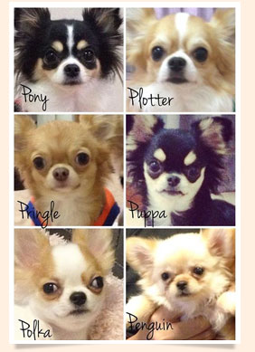 นัองหมา, สุนัข, น่ารัก, การดูแล,เทคนิคการเลี้ยงดู, Pen_paint Chi, Chihuahua, ชิวาวา, ท่ีนอน, dog of the week 108