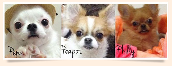 นัองหมา, สุนัข, น่ารัก, การดูแล,เทคนิคการเลี้ยงดู, Pen_paint Chi, Chihuahua, ชิวาวา, ท่ีนอน, dog of the week 108