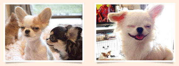 นัองหมา, สุนัข, น่ารัก, การดูแล,เทคนิคการเลี้ยงดู, Pen_paint Chi, Chihuahua, ชิวาวา, ท่ีนอน, dog of the week 108
