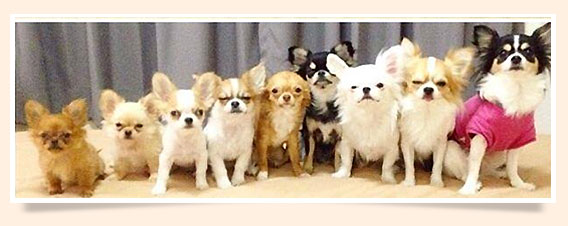 นัองหมา, สุนัข, น่ารัก, การดูแล,เทคนิคการเลี้ยงดู, Pen_paint Chi, Chihuahua, ชิวาวา, ท่ีนอน, dog of the week 108