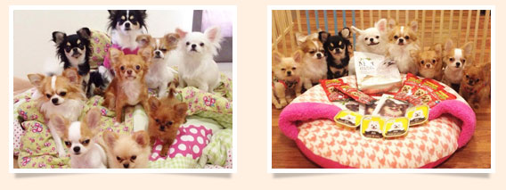 นัองหมา, สุนัข, น่ารัก, การดูแล,เทคนิคการเลี้ยงดู, Pen_paint Chi, Chihuahua, ชิวาวา, ท่ีนอน, dog of the week 108