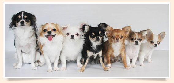 นัองหมา, สุนัข, น่ารัก, การดูแล,เทคนิคการเลี้ยงดู, Pen_paint Chi, Chihuahua, ชิวาวา, ท่ีนอน, dog of the week 108