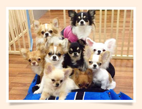 นัองหมา, สุนัข, น่ารัก, การดูแล,เทคนิคการเลี้ยงดู, Pen_paint Chi, Chihuahua, ชิวาวา, ท่ีนอน, dog of the week 108