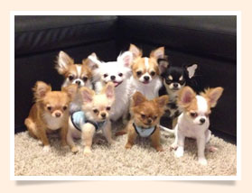 นัองหมา, สุนัข, น่ารัก, การดูแล,เทคนิคการเลี้ยงดู, Pen_paint Chi, Chihuahua, ชิวาวา, ท่ีนอน, dog of the week 108