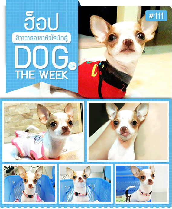ͧ, عѢ, ѡ, ô,෤Ԥ§, ͻ, Hop, Ҫ, ͧ, ͧ㨹ѡ, Hop ͧ,dog of the week 111