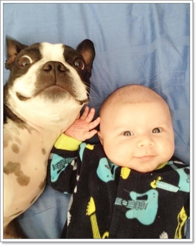 Dogilike.com :: Ҿͧſ (dog selfie)