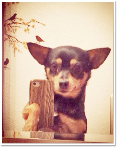 Dogilike.com :: Ҿͧſ (dog selfie)