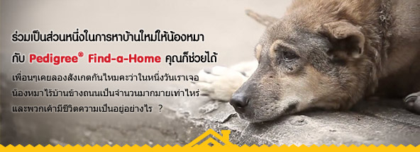 ร่วมเป็นส่วนหนึ่งในการหาบ้านใหม่ให้น้องหมากับ Pedigree® Find-a-Home คุณก็ช่วยได้