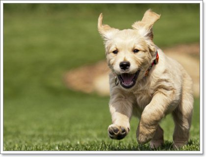 Dogilike.com :: 5 โรคเด่นในน้องหมาพันธุ์โกลเด้นรีทีฟเวอร์ ตอนที่ 2