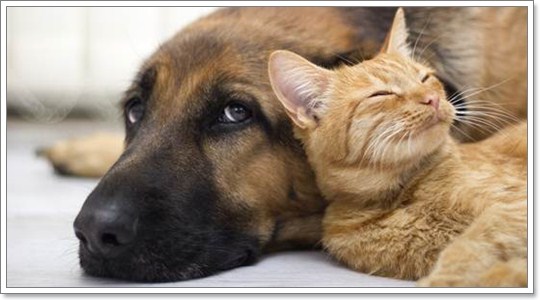 Dogilike.com ::  6 äӤѭعѢѹ