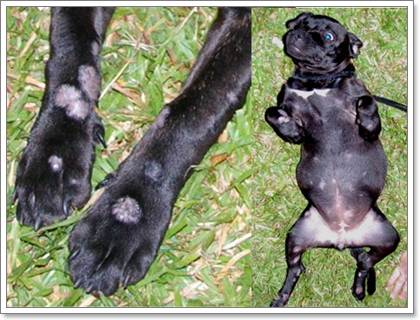 Dogilike.com ::  6 äӤѭعѢѹ