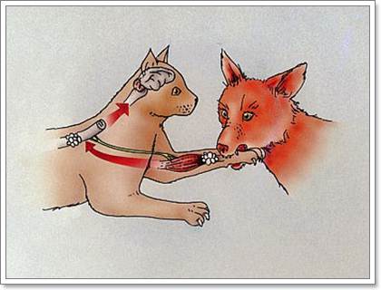 Dogilike.com ::  6 äӤѭعѢѹ