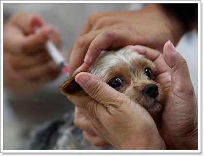 Dogilike.com ::  6 äӤѭعѢѹ
