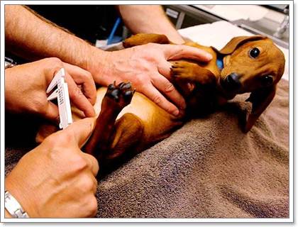 การทำหมันสุนัขเพศผู้โดยไม่ผ่าตัดทำได้จริงหรือ? | Dogilike.com