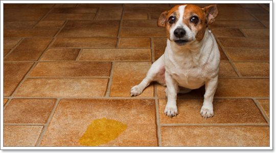 4 วิธีรับมือกับโรคนิ่วในทางเดินปัสสาวะสุนัข | Dogilike.com