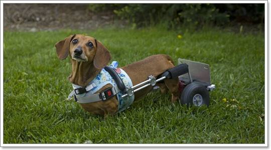 Dogilike.com ::  รู้หรือไม่..สุนัขก็เป็นโรคเกี่ยวกับหมอนรองกระดูกสันหลังได้