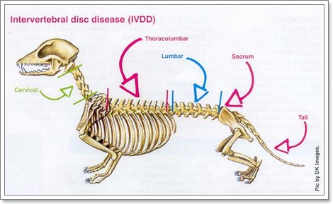 Dogilike.com ::  รู้หรือไม่..สุนัขก็เป็นโรคเกี่ยวกับหมอนรองกระดูกสันหลังได้