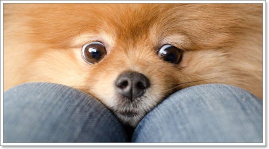 โรคต้องระวัง !! ในสุนัขพันธุ์ปอมเมอเรเนียน ตอนที่ 2 | Dogilike.com