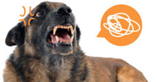 dog close-up, infographic, dog infographic, , عѢ, , ʻ, عѢ , ͹ѺعѢ