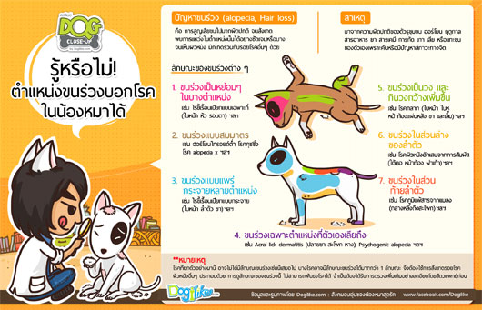 dog close-up, infographic, dog infographic, , عѢ, Ҹ, Ҹ˹͹, , ä,ا