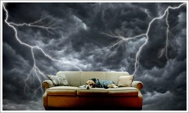 Dogilike.com :: ĵԡعѢ 褹Ѻ§ͧ