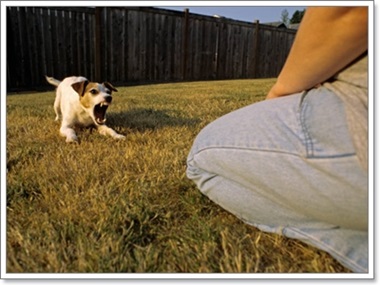 Dogilike.com :: ĵԡعѢ 褹Ѻ§ͧ