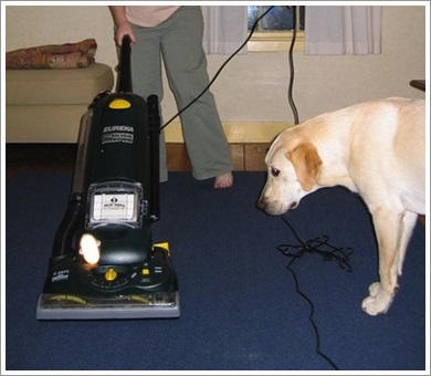 Dogilike.com :: ĵԡعѢ 褹Ѻ§ͧ