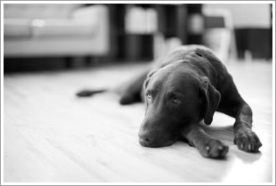 Dogilike.com :: ĵԡعѢ 褹Ѻ§ͧ