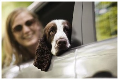 Dogilike.com :: ĵԡعѢ 褹Ѻ§ͧ