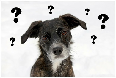 Dogilike.com :: ĵԡعѢ 褹Ѻ§ͧ