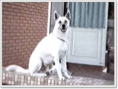 Dogilike.com :: ͹ʹյѺͧǢͧ ٵ ͧ֡ҵ!