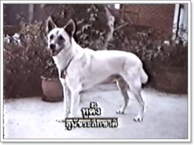 Dogilike.com :: ͹ʹյѺͧǢͧ ٵ ͧ֡ҵ!