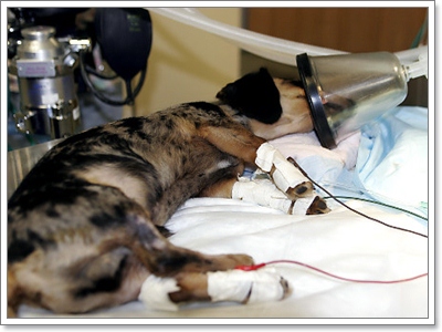 Dogilike.com :: 4 觷褹ѡͧҵͧ ͤԴЪ¹ͧҶ١ö