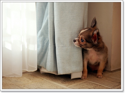 Dogilike.com :: 4 觷褹ѡͧҵͧ ͤԴЪ¹ͧҶ١ö