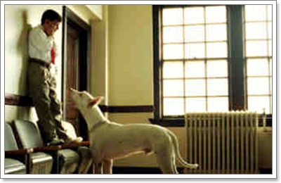 Dogilike.com :: ҧ ͷҹҡ§ͧ