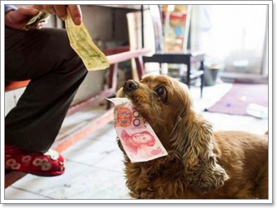Dogilike.com :: ҧ ͷҹҡ§ͧ