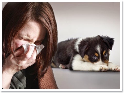 Dogilike.com :: ҧ ͷҹҡ§ͧ