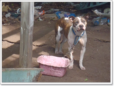 Dogilike.com :: ҧ ͷҹҡ§ͧ