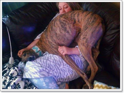 Dogilike.com :: 硡ѹ! سͼ§Ẻ˹? 㨹ͧ