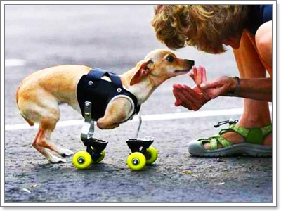 Dogilike.com :: 硡ѹ! سͼ§Ẻ˹? 㨹ͧ