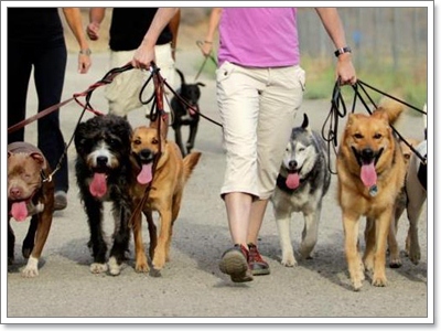Dogilike.com :: 硡ѹ! سͼ§Ẻ˹? 㨹ͧ