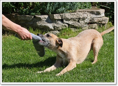 Dogilike.com :: 5 สิ่งที่คาดไม่ถึง เมื่อให้อาหารน้องหมาไม่ตรงเวลา 