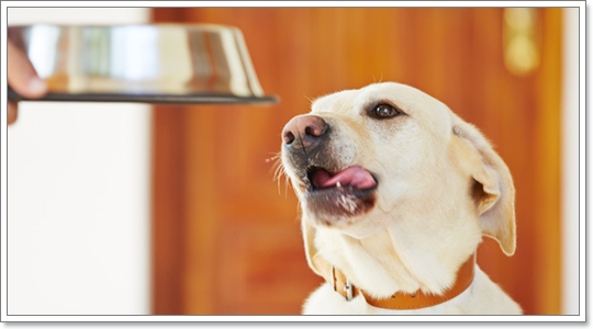 5 สิ่งที่คาดไม่ถึง เมื่อให้อาหารน้องหมาไม่ตรงเวลา | Dogilike.com