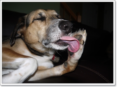 5 พฤติกรรมน้องหมาที่เจ้าของหนักใจมากที่สุดในปี 2015 | Dogilike.com