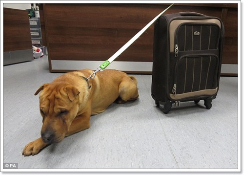 Dogilike.com :: หมดรัก! พบสุนัขถูกผูกทิ้งในสถานีรถไฟพร้อมกระเป๋าเสื้อผ้า