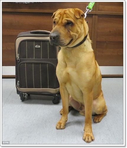 Dogilike.com :: หมดรัก! พบสุนัขถูกผูกทิ้งในสถานีรถไฟพร้อมกระเป๋าเสื้อผ้า