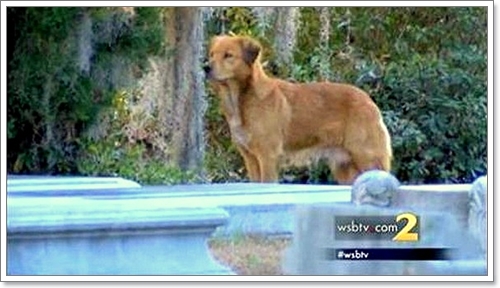 Dogilike.com :: ӵҤ! عѢ ͹Ⱦ١ҹ